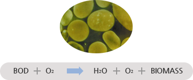 BOD + O₂ → H₂O + O₂ + BIOMASS